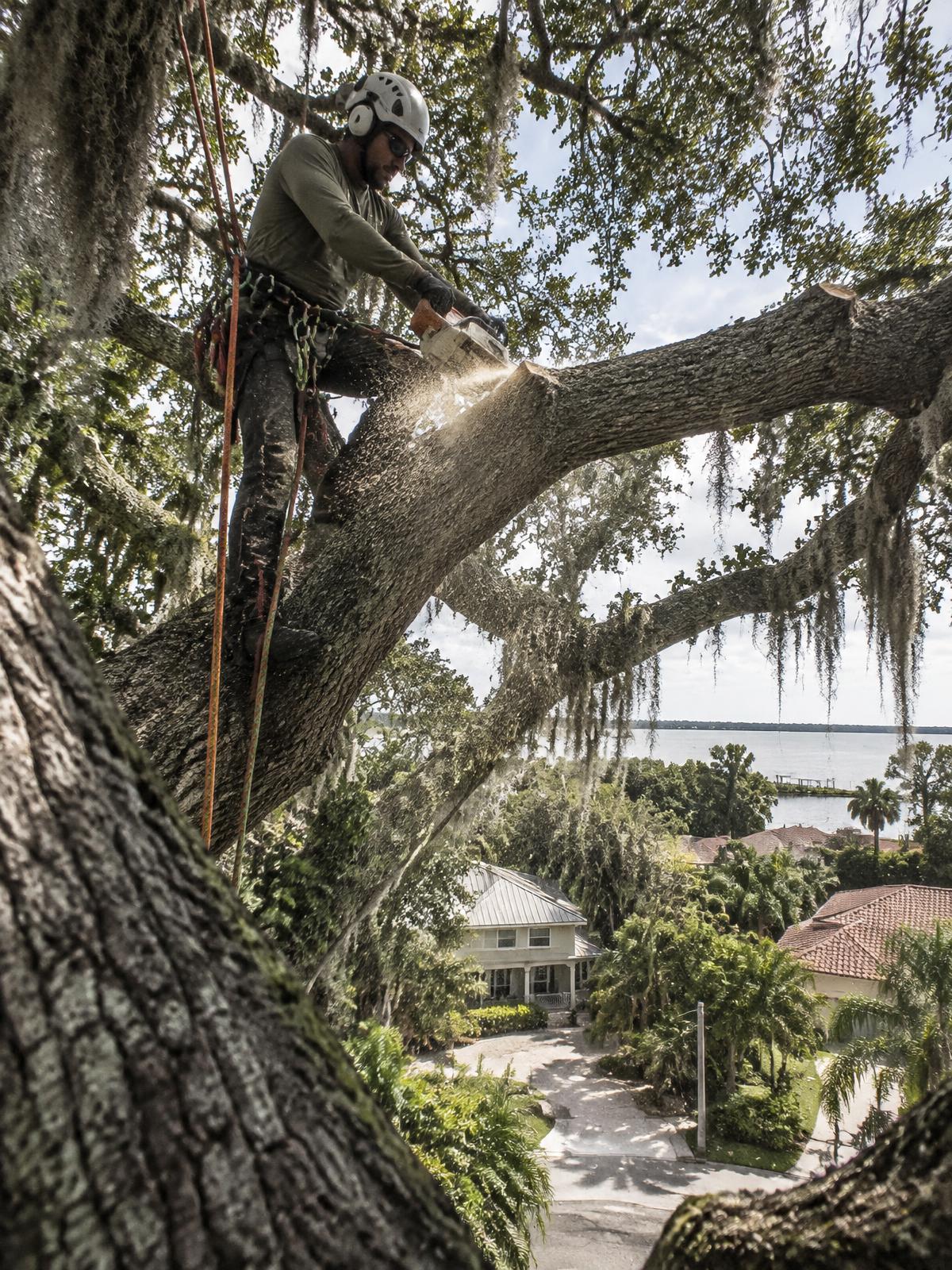 Climber roped into a large oak canopy over a residential yard