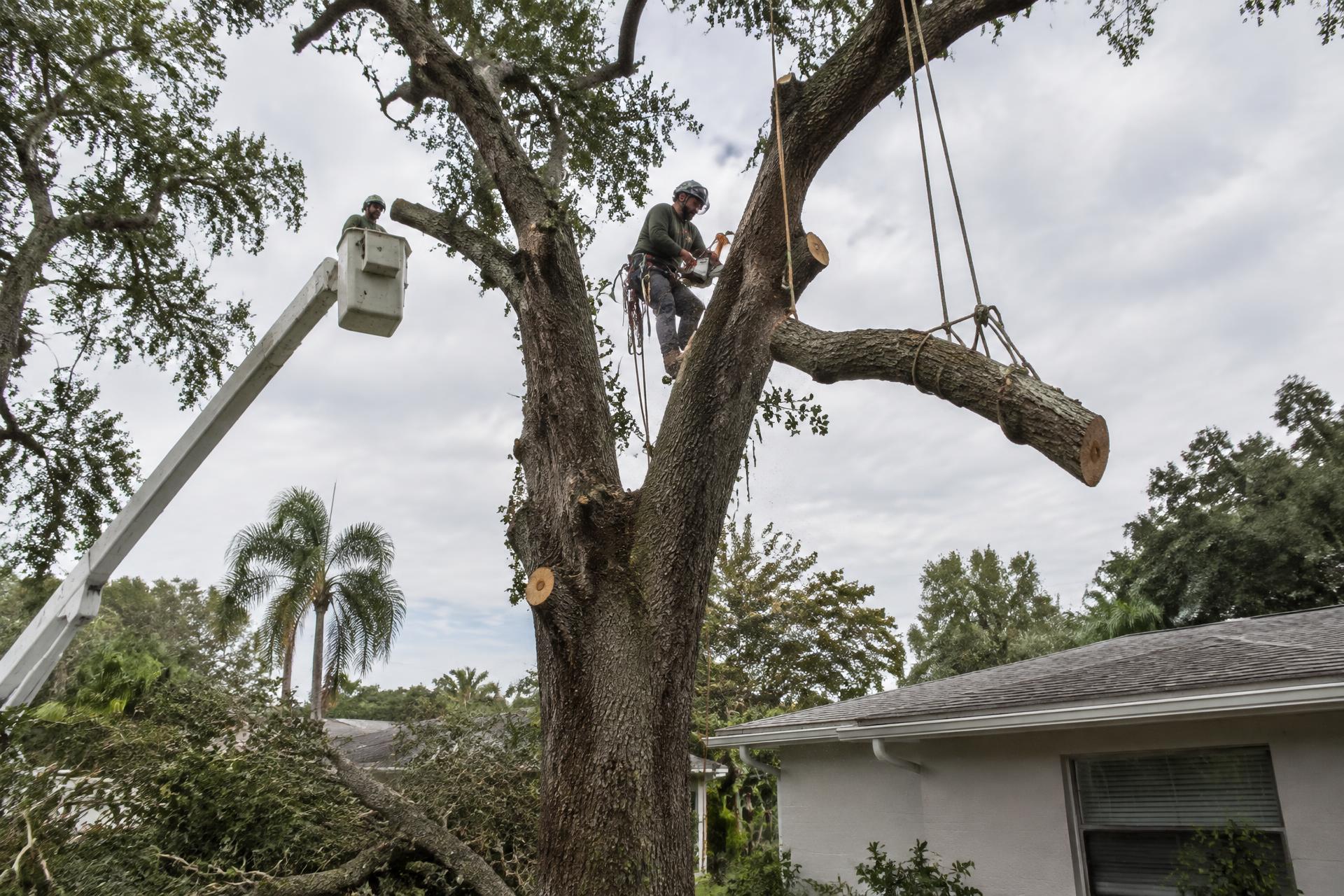 Tree Removal
